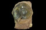 Jurassic Ammonite (Parkinsonia) Fossil - Sengenthal, Germany #129411-2